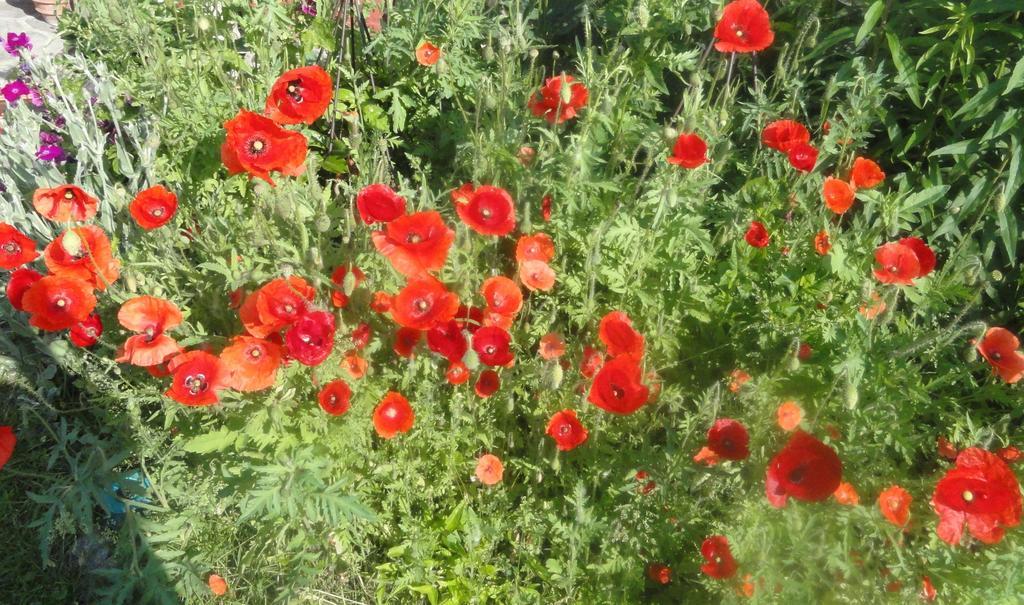 Ruhige Wohnung Mit Schoenem Eigengarten In Seeboden Am Millstaettersee المظهر الخارجي الصورة